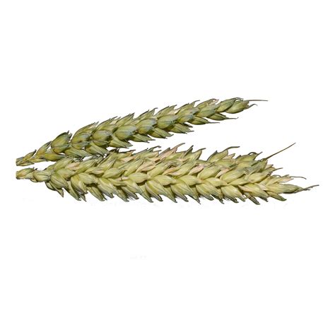 High Quality Wheat – ThatShop