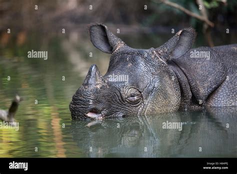 Javan Rhinoceros Rhinoceros Sondaicus In River Ujung Kulon National