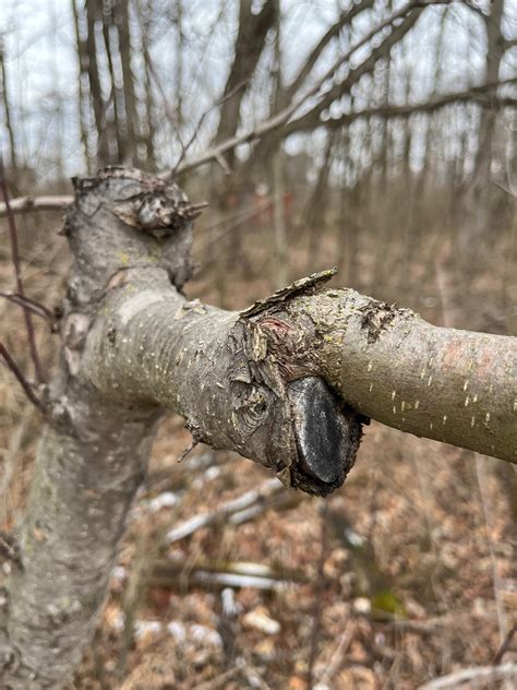 Grafting onto wild crab apples? - General Fruit Growing - Growing Fruit