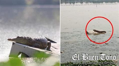 Avistamiento De Cocodrilos En Lago De Guadalupe Preocupa En Cuautitl N