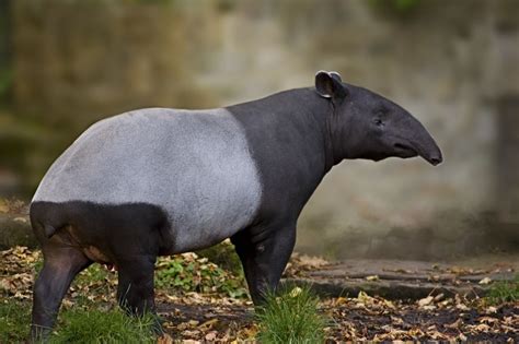 malayan tapir facts distribution behavior adaptations