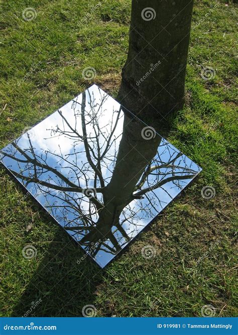 Reflection Tree Stock Image Image Of Tree Nature Light 919981