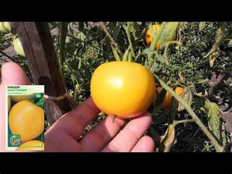 005 Мои томаты - Розовый конус, Анна Герман, Черный трюфель, Сказка ...