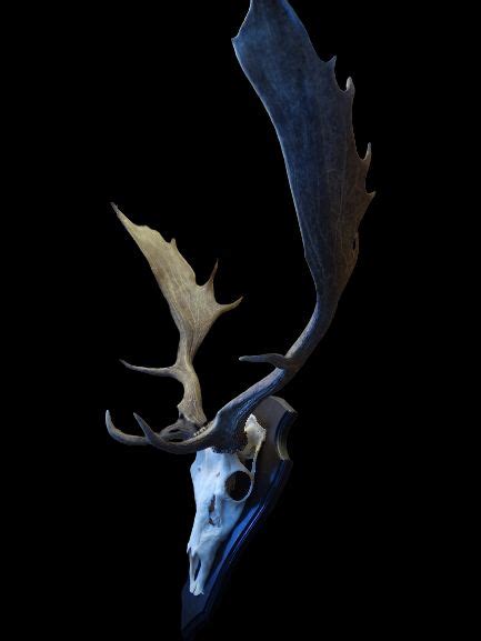 Fallow Buck Trophy On Shield Palmated Antlers Dama Dama Catawiki