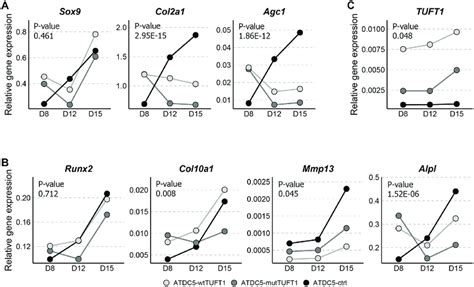 Expression Of Chondrocyte Differentiation And Hypertrophy Marker Genes Download Scientific