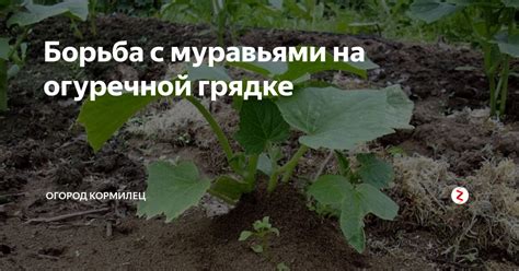 Борьба с муравьями на огуречной грядке | Огород кормилец | Дзен