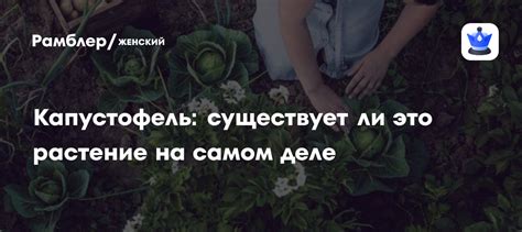 Капустофель: что это за растение, фото, как выглядит, существует или ...