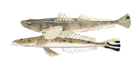 flathead   catch flathead fishing spots