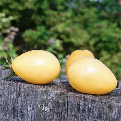 Томат Айсберг Описание Сорта Фото Отзывы – Telegraph