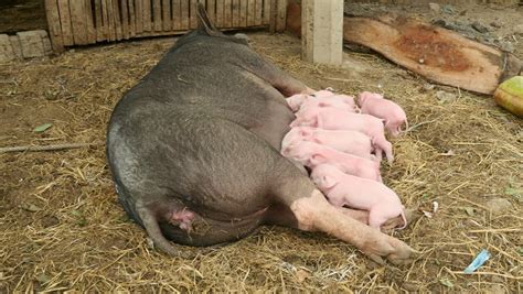 Pigs Have Sex On Livestock Farm Stock Footage Video 5040818 Shutterstock