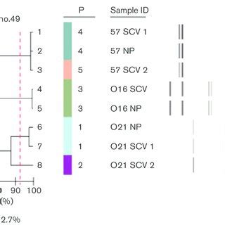 The Rep Pcr Molecular Fingerprinting Results Of Selected Npscv Pairs