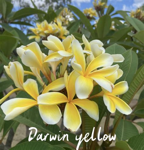 Darwin Yellow Frangipani Cutting Lees Dragonfruit Plantation