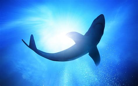 HD wallpaper: Beautiful Shark Light, white shark, Animals, blue, ocean ...