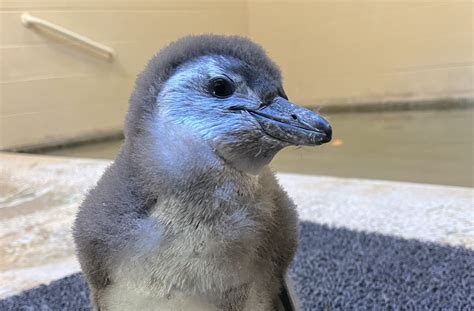 Name Our Penguin | Tulsa Zoo