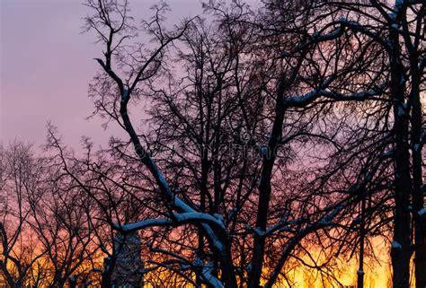 Naked Branches On A Tree Against A Sunset Sun Stock Image Image Of Season Sunset