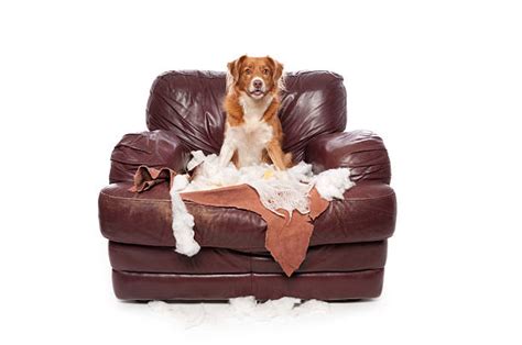 Dog Destroying A Chair Stock Photos Pictures And Royalty Free Images