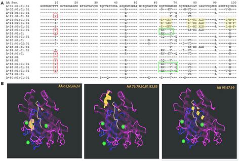 Frontiers Hla Epitope Matching Or Eplet Risk Stratification The