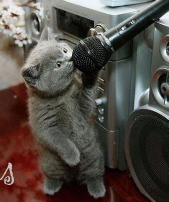 FUNNY CATS BLOG: Funny Cat Sing The King Of Pop's Song