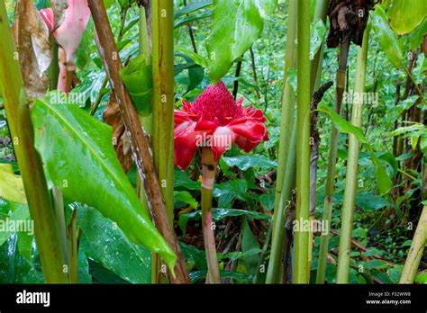 Bunga Kantan Hi Res Stock Photography And Images Alamy