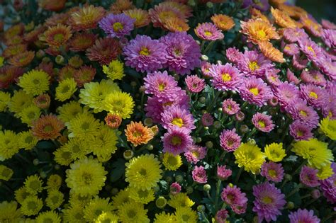 Осенние цветы в саду (с множеством фотографий) - treepics.ru