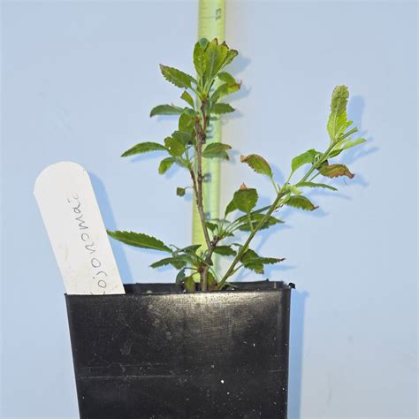 Prunus incisa, 'Kojo No Mai', Contorted Fuji Cherry – Cedar Rose Nursery