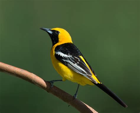 Hooded Oriole — Sacramento Audubon Society