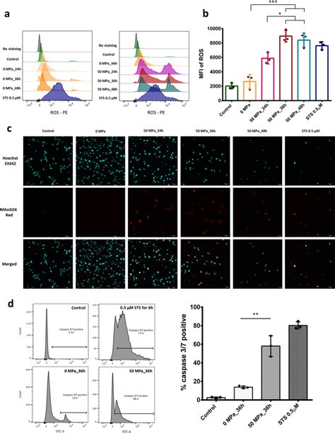 Reactive Oxygen Species Ros Generation And Activated Caspase 37 In Download Scientific