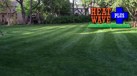 Heat Wave Plus Fescue And Bluegrass Seed Grass Pad