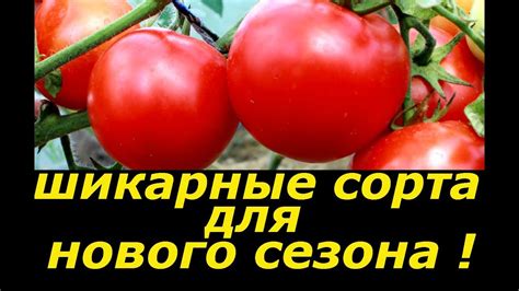 ШИКАРНЫЕ СОРТА ТОМАТОВ ДЛЯ НОВОГО СЕЗОНА ! СУПЕР ТОМАТЫ ! - YouTube