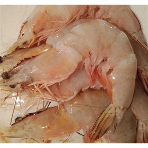 Jual Udang Jerbung Size Fresh Kg Shopee Indonesia