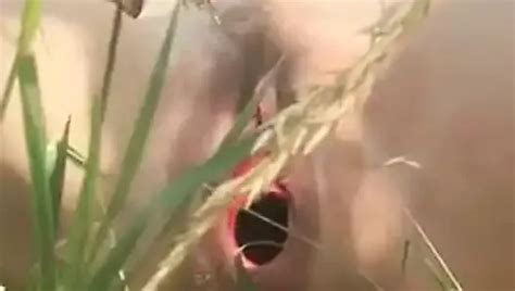 Free Kong Porn Videos Xhamster