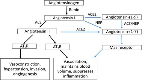 Frontiers Angiotensin Converting Enzyme 2 Ace2 In Pregnancy