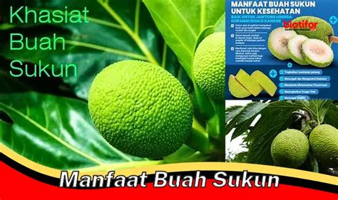 Temukan Manfaat Buah Sukun Yang Jarang Diketahui Biotifor