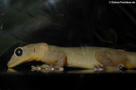 Galerie der Geckoartigen (Gekkota) — DahmsTierleben