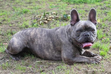 Brindle French Bulldog: Info, Pictures, Origin & History – Dogster