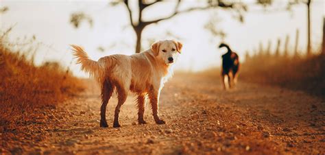 Why Does My Dog Walk Backwards 5 Possible Reasons
