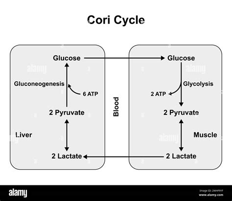 Cori cycle, illustration Stock Photo - Alamy