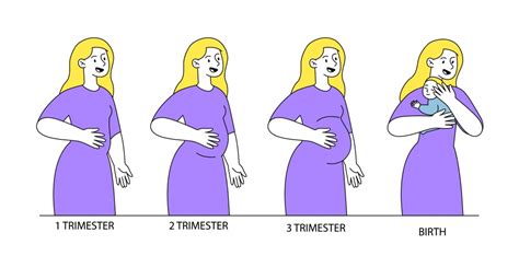 Pregnancy Stages Vector Images (over 1,000)