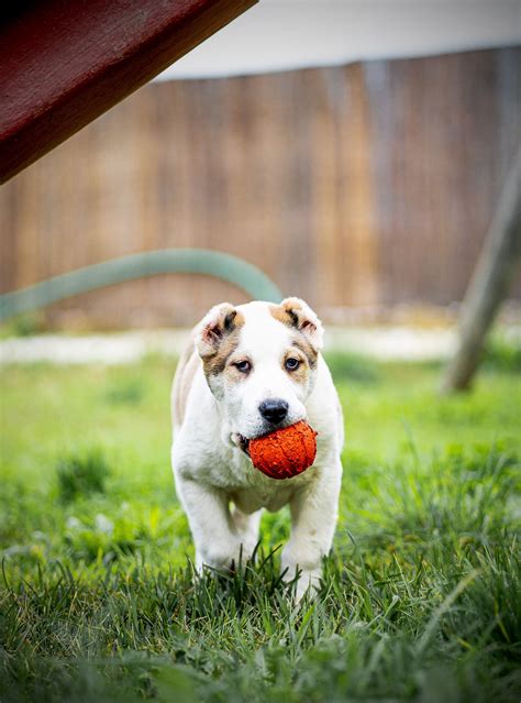 Elite Alabai | The home of the true Alabai CAO
