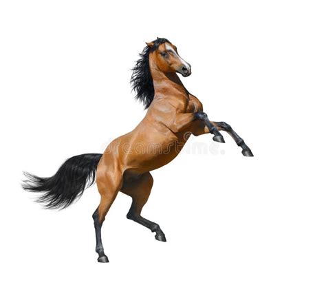Bay Stallion Rearing Isolated On A White Background Stock Photo