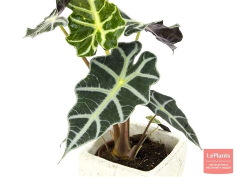 Алоказия (Alocasia) — описание, выращивание, фото | на LePlants.ru