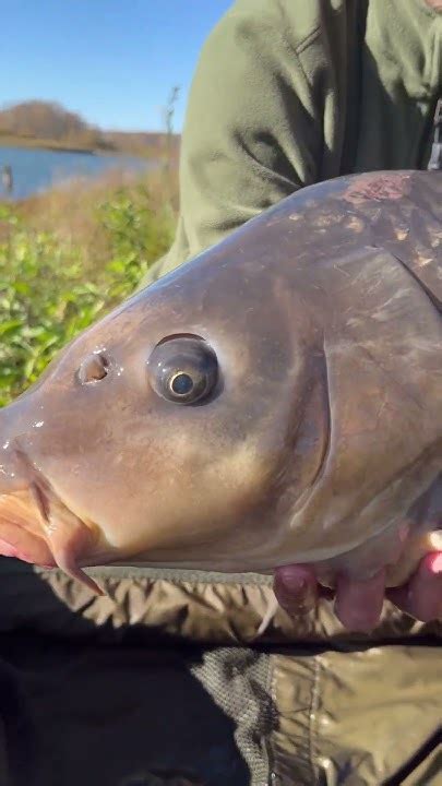 Полное видео с трофейной рыбалки уже на канале #карпфишинг #fishing # ...