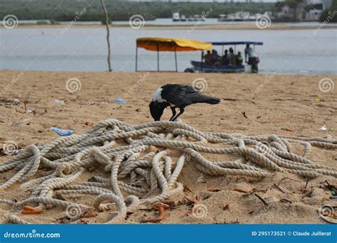 Black And White Crow On A Rope Stock Image Image Of Shore Soil