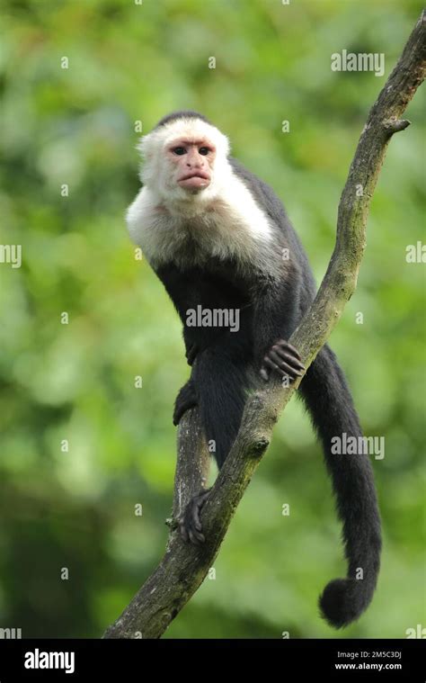 White Headed Capuchin Cebus Capucinus Adult Capuchins Capuchin