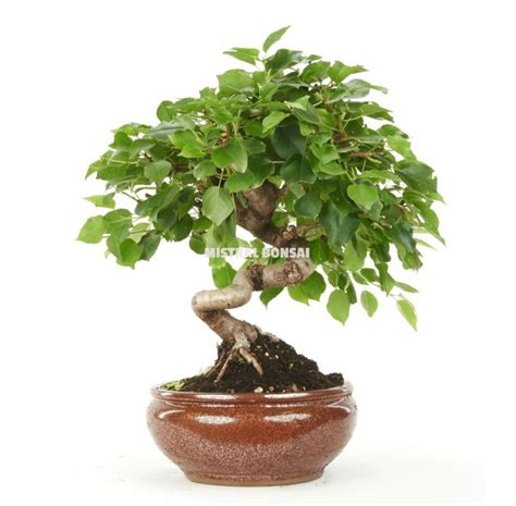 Prunus Mahaleb Zp B Bonsa Ans Cerisier Mistral Bonsai