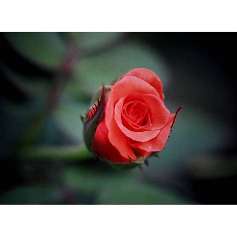 menakjubkan  foto bunga mawar merah berduri gambar bunga indah