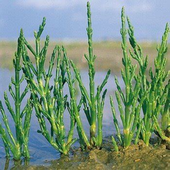 Salicornia europaea (Samphire, Glasswort) Seeds - Alsagarden