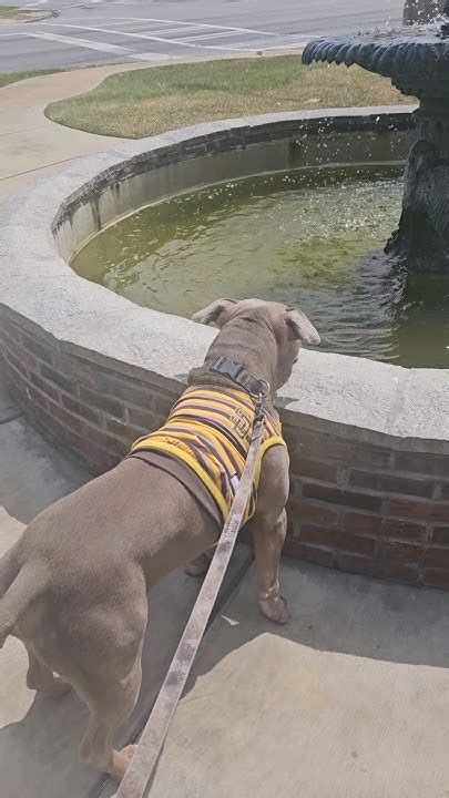 My Dog Loves To Travel 🐕 ️🐾 Americanbullybreed Bullybreed