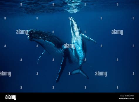 Humpback Whale Hi Res Stock Photography And Images Alamy