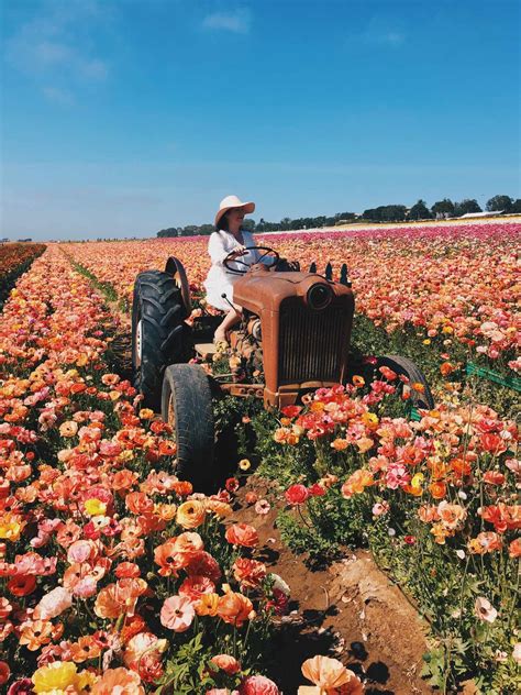 flower fields of carlsbad 6
